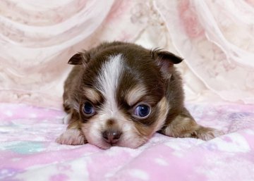 チワワ(ロング)【福岡県・女の子・2022年2月20日・チョコタンホワイト】の写真「お鼻の模様がチャームポイントの可愛い女の子」