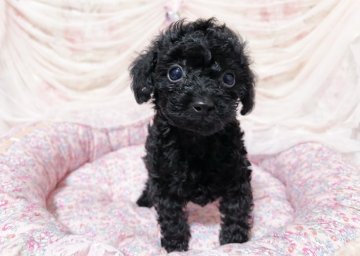 トイプードル(ティーカップ)【福岡県・男の子・2021年12月20日・ブラック】の写真「両親ティーカッププードルの一人息子」