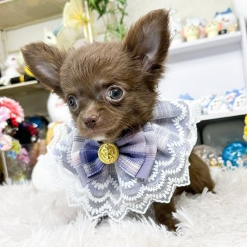 チワワ(ロング)【福岡県・男の子・2024年5月16日・チョコソリッド】の写真「チョコソリ男の子」
