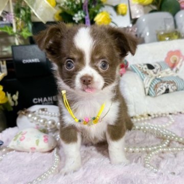 チワワ(ロング)【福岡県・女の子・2023年4月10日・チョコホワイト】の写真「可愛いチョコホワイトの女の子」