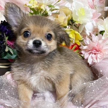 チワワ(ロング)【福岡県・男の子・2022年7月23日・レッド】の写真「とても綺麗な濃いレッドです。」