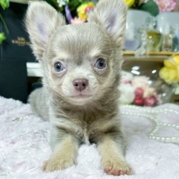 チワワ(ロング)【福岡県・男の子・2023年7月23日・イザベラタン】の写真「可愛いイザベラの男の子」
