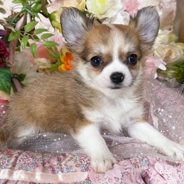 チワワ(ロング)【福岡県・女の子・2022年8月1日・レッドホワイト】の写真「とても綺麗な柄の女の子です😊」