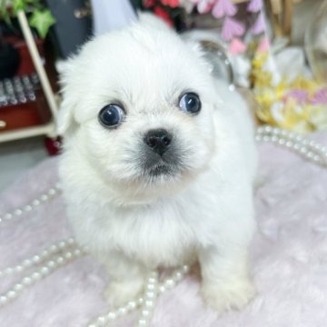 ペキニーズ【福岡県・男の子・2023年9月3日・ホワイト】の写真「可愛いホワイトの男の子」