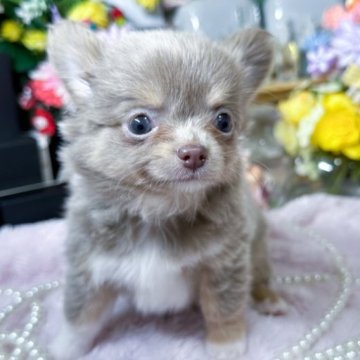 チワワ(ロング)【福岡県・男の子・2023年7月29日・イザベラタンホワイト】の写真「可愛いイザベラの男の子。」