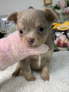 チワワ(ロング)【福岡県・女の子・2020年8月25日・イザベラタン】の写真「とても綺麗なイザベラタンの女の子」