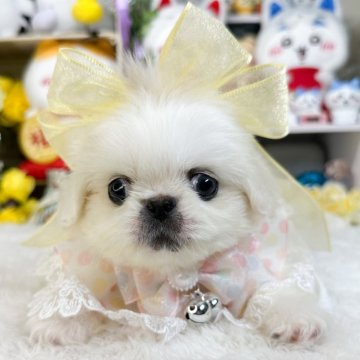 ペキニーズ【福岡県・男の子・2024年6月30日・クリームホワイト】の写真「クリームホワイトの男の子」