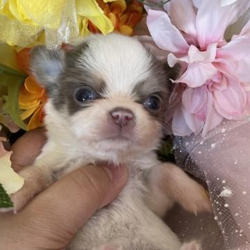 チワワ(ロング)【福岡県・男の子・2022年8月20日・イザベラタンホワイト】の写真「とても可愛いイザベラパーティーの男の子」