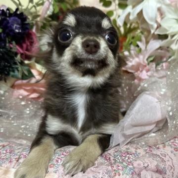 チワワ(ロング)【福岡県・男の子・2022年8月20日・チョコタン】の写真「生後4ヶ月現在900グラムの小さめ男の子」