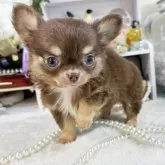 チワワ(ロング)【福岡県・男の子・2023年10月30日・チョコタン】の写真1