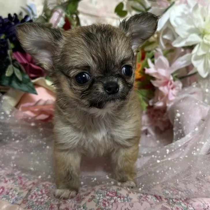 ID：2211-00489の子犬