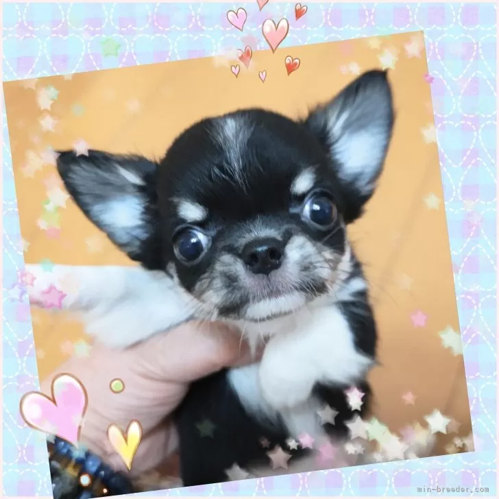ID：2509-04531の子犬