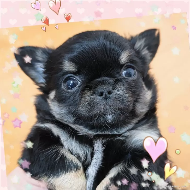 ID:2502-04292の子犬