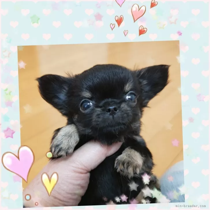 ID：2509-07929の子犬