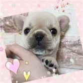 フレンチブルドッグ
