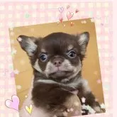 チワワ(ロング)