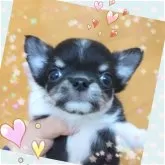 チワワ(ロング)