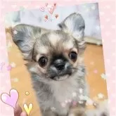 チワワ(ロング)