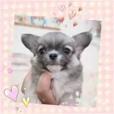 チワワ(ロング)