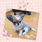 チワワ(ロング)