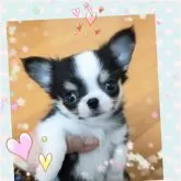 チワワ(ロング)