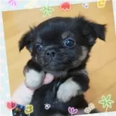 チワワ(ロング)【埼玉県・男の子・2025年8月10日・ブラックタン】の写真2「クリクリお目目が可愛すぎる💕💕」