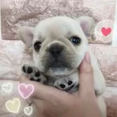 フレンチブルドッグ【埼玉県・女の子・2025年5月17日・クリーム】の写真3「可愛すぎて💕💕癒される事‼️間違いなし‼️」