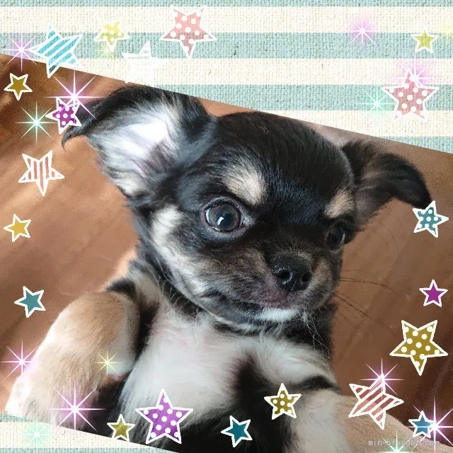 あずき 様のお迎えした子犬