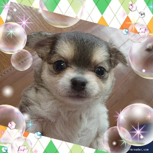 ID：1905-00008の子犬