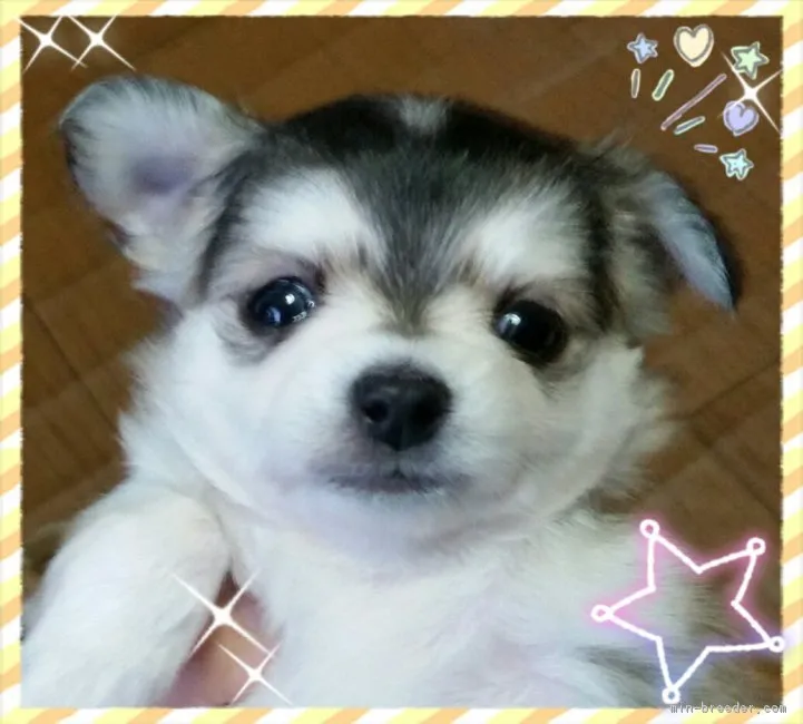 ID：1812-02071の子犬
