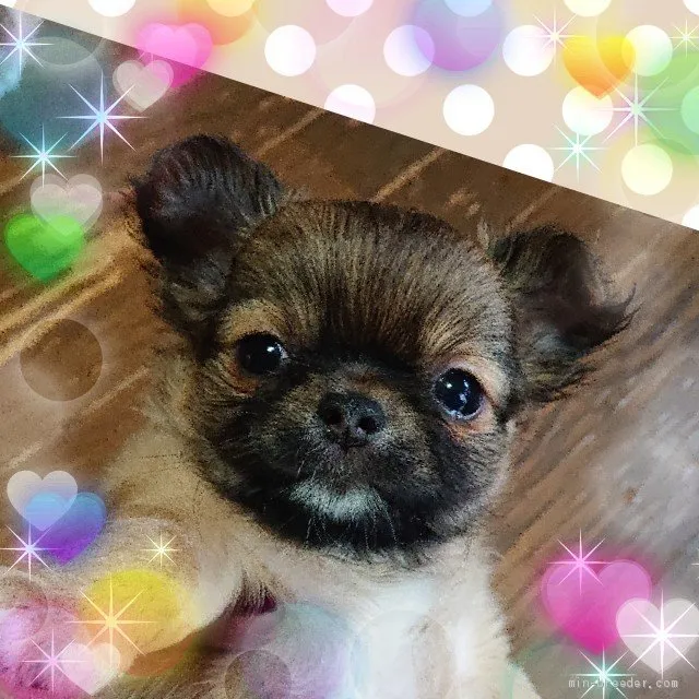 R.H 様のお迎えした子犬