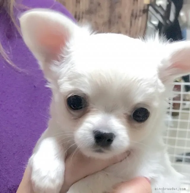 ID:1801-00956の子犬