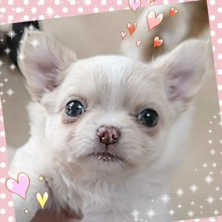 ID：2302-04472の子犬