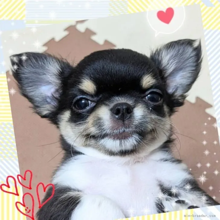 ID:2303-04429の子犬