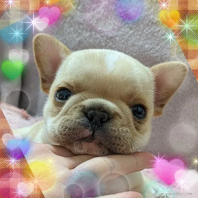 ID:2201-00567の子犬