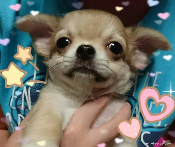 ID:1808-00835の子犬