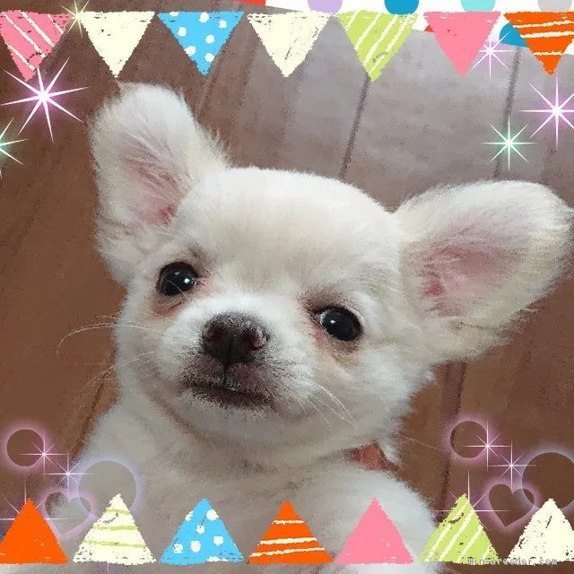 ID：1905-00375の子犬