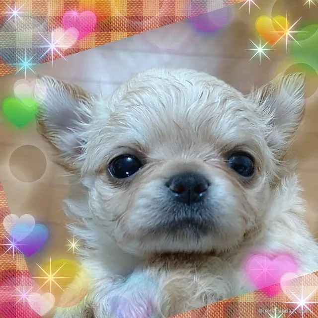 ID:2109-03368の子犬