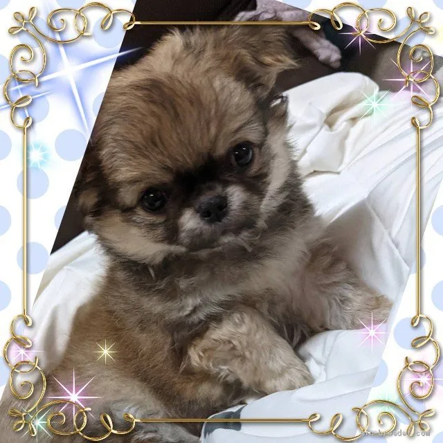 ID：2103-00576の子犬
