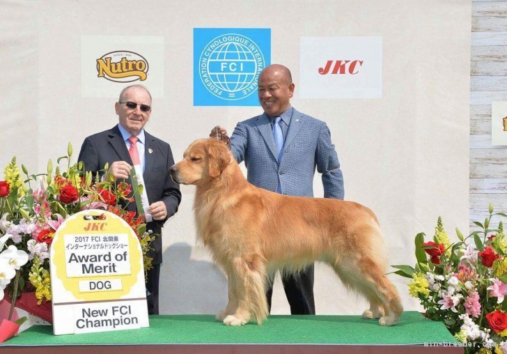 自家繁殖犬　　7ヶ国,インターナショナルチャンピオン｜鈴木　綾子(すずき　あやこ)ブリーダー(山口県・ゴールデンレトリバー・JKC登録)の紹介写真2
