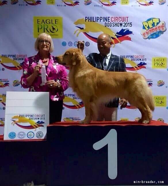 フィリピンサーキットショーに参加｜鈴木　綾子(すずき　あやこ)ブリーダー(山口県・ゴールデンレトリバー・JKC登録)の紹介写真3