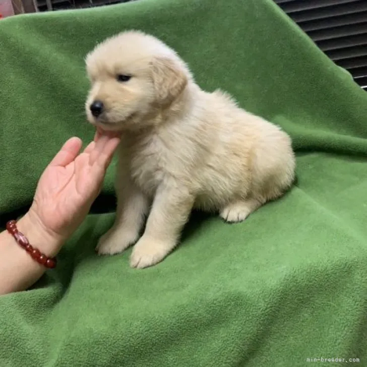 ID:2307-01092の子犬