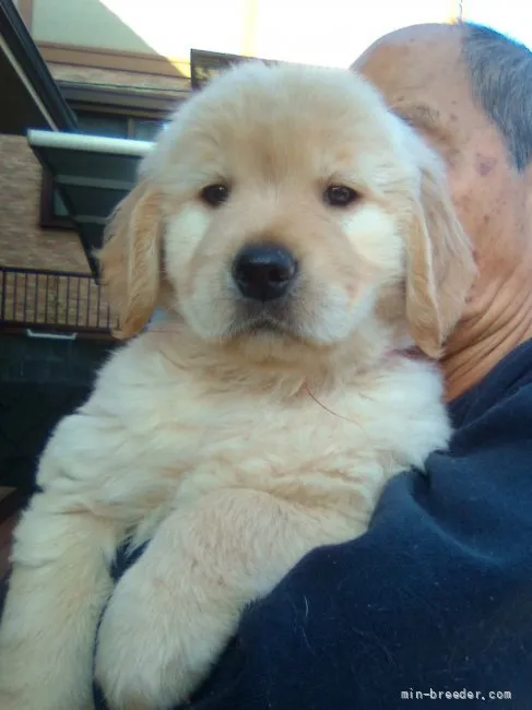 ID：2110-02339の子犬