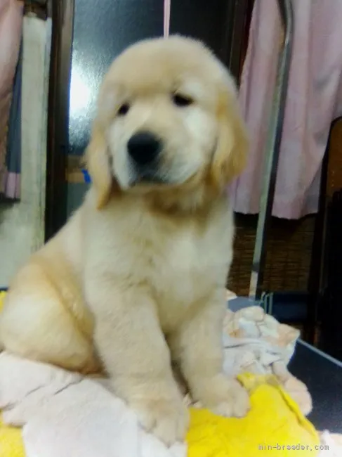 ID：2111-01991の子犬