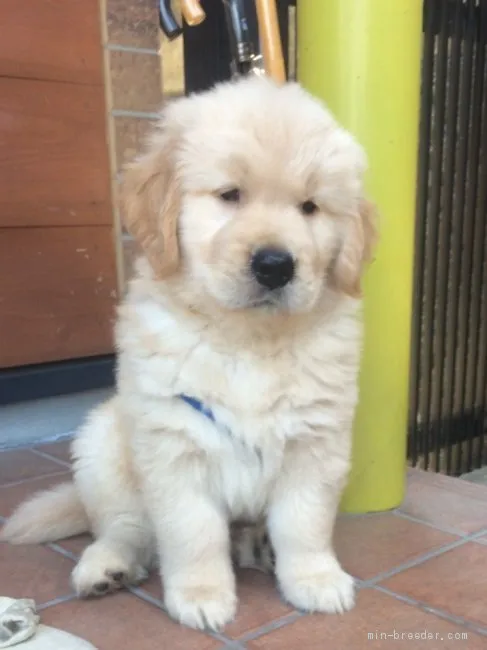 ID：1905-02608の子犬