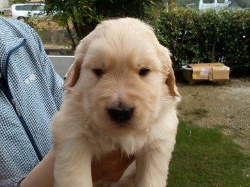 ゴールデンレトリバー【山口県・男の子・2020年8月31日・ゴールド】の写真「超優良血統！」
