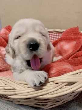 ゴールデンレトリバー【山口県・男の子・2021年9月17日・ゴールド】の写真「両親チャンピオンの良血統✨」