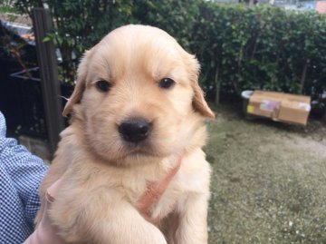 ゴールデンレトリバー【山口県・女の子・2020年8月31日・ゴールド】の写真「超優良血統！」