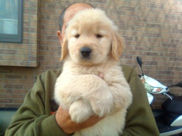 ゴールデンレトリバー【山口県・男の子・2021年9月17日・ゴールド】の写真「両親チャンピオンの良血統✨」