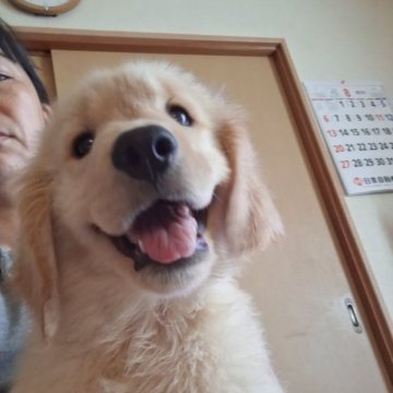 ゴールデンレトリバー【山口県・男の子・2023年6月4日・ゴールド】の写真「両親チャンピオン犬の良血統」